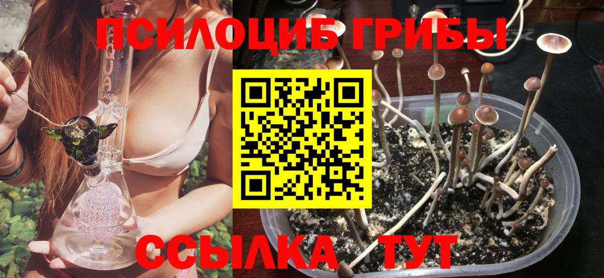 Псилоцибиновые грибы прущие грибы  Вход с VPN  Качканар  Галлюциногенные грибы Psilocybine cubensis 